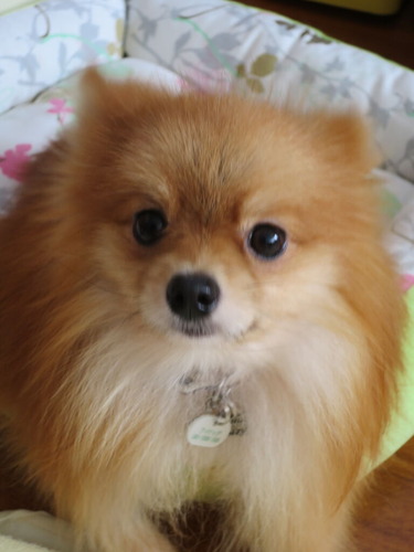 2020(R2)-10-20 今日も大好き❤ (5)