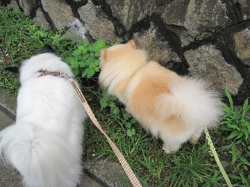 ���Ƥ�ī����