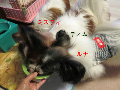 BlogPaint