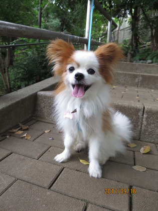 2017(H29)-9-16 いざ出陣の朝 (9)