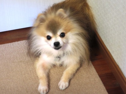 2017(H29)-8-31 嘘のように涼しい午後 (2)