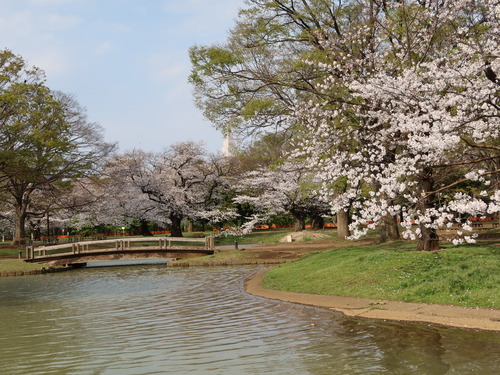 2021-3-26 代々木公園の桜 (24)