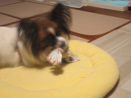 2017(H29)-11-13 ����ĥ��ä��ʥ����ǥ��� (10)