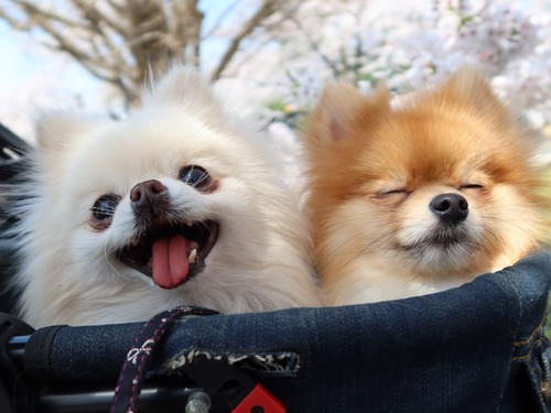 2021(R3)-3-27 3ǯΩκ (27)