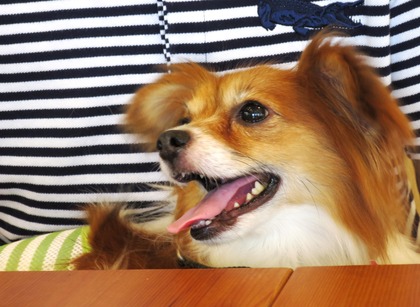 2018(H30)-7-17 ˥å礤 (17)