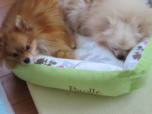 2020(R2)-10-19 寝ても覚めても (2)