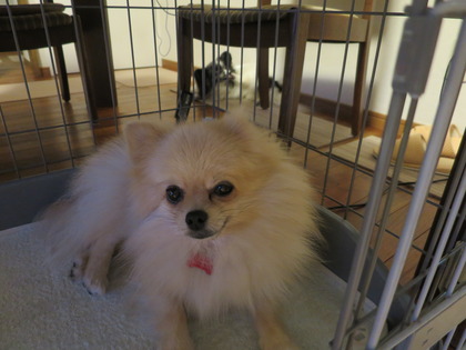 2017(H29)-7-17 ������ε��� (5)