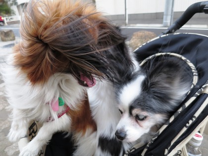 2014-3-17 春は強風 (43)