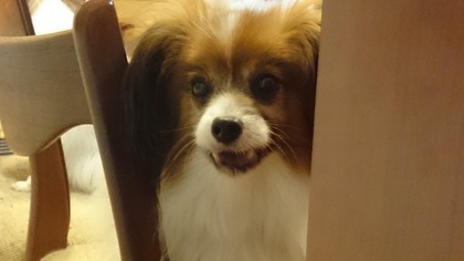 2014-11-20 ȥ饤13 Ƥߤ褦