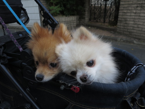 2020(R2)-11-17 公園散歩 (2)