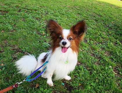 2016(H28)-4-17 代々木公園 (17)