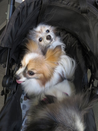 2019-4-28 三頭でお散歩 (9)