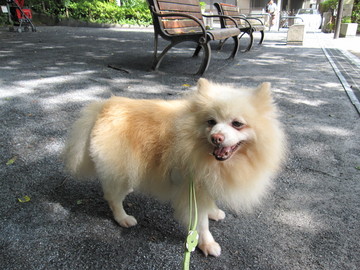 ���Ƥ�ī����