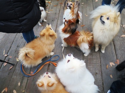 2013-12-8 田奈ラン(ケイトプチオフ会) (70)