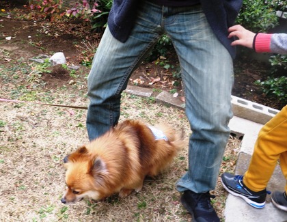 2019(H31)-2-16 ディアのトライアル (22)