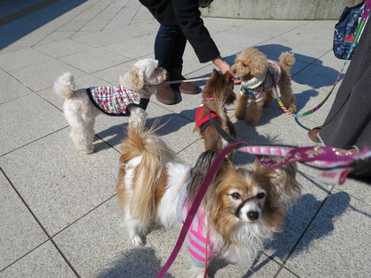 2015-2-11 ����ǰ���ν��ޤ��� (3)