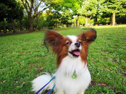 2016(H28)-4-17 代々木公園 (19)