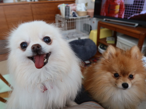 2021(R3)-3-18 �ѥԥݥ�ͽ����줾�� (8)