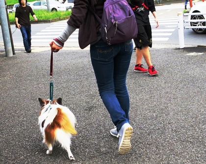 2016(H28)-4-16 代々木公園わんわんカーニバル (3)