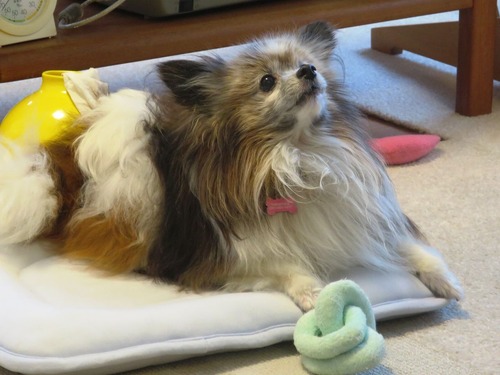 2019(R1)-7-12 ͳ²ÃΤ¤µ¤ó¤ÈÍ·¤Ö (10)