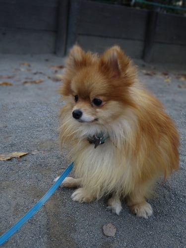 2020(R2)-11-17 公園散歩 (21)