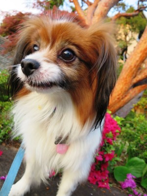 2014-4-23 狂犬病予防接種の日 (8)
