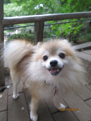 2017(H29)-9-16 いざ出陣の朝 (12)