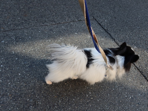 2021(R3)-3-14 トムのお見合い (17)