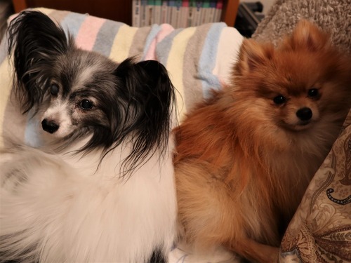 2021(R3)-3-17 �ѥԥݥ�5�ͽ� (6)