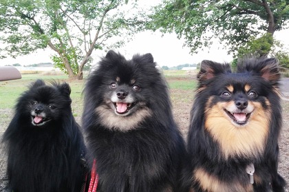 2018(H30)-6-2 ȥ饤11 01