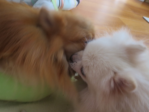 2020(R2)-10-20 今日も大好き❤ (17)