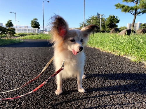 2020-9-28 02 トライアル2日目