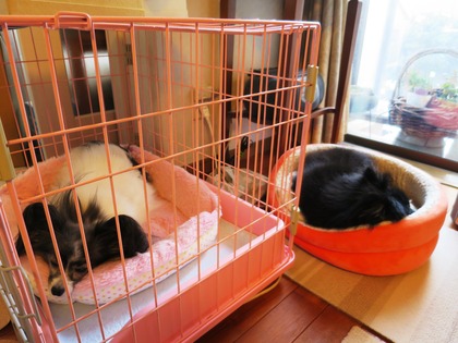 2018(H30)-1-23 4年振りの大雪の翌日 (7)