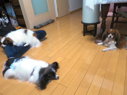 2014(H26)-6-28 �������˥��������� (19)