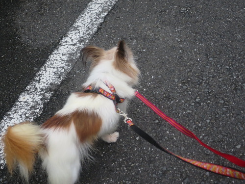 2020(R2)-9-20 ½Ñ¸å¤Î¤ª»¶Êâ (6)