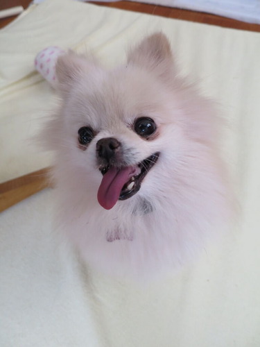 2020(R2)-10-27 ボールペンかじるミルキー (5)