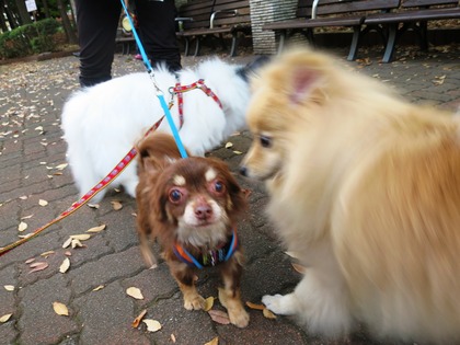 2014(H26)-11-23 ロビン18歳誕生会 (16)