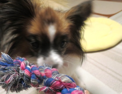 2017(H29)-11-13 ����ĥ��ä��ʥ����ǥ��� (7)