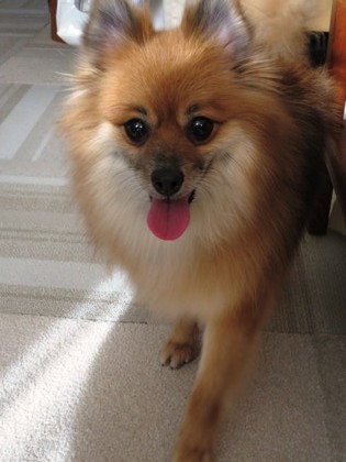 2018(H30)-12-26 朝のバトル (9)