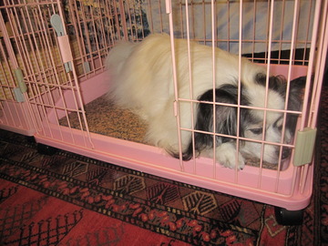 2011-06-26 (5)