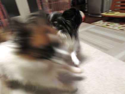 2017(H29)-11-10 �ɥ��Х���3Ƭ (18)