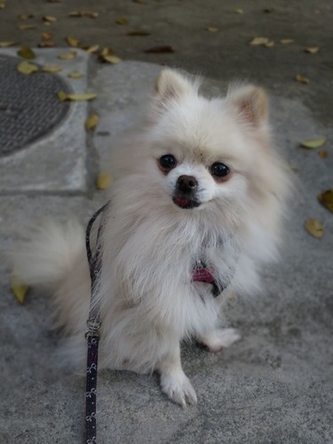 2020(R2)-11-17 公園散歩 (15)