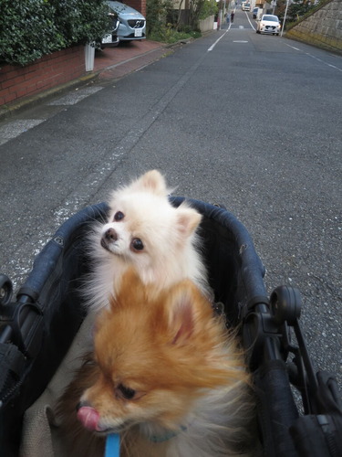 2020(R2)-11-17 公園散歩 (3)