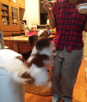 2016(H28)-8-25 トライアル中 01