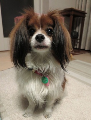 2014-4-13 ޥޤ٤Ƥ롦 (4)