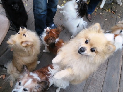 2013-12-8 田奈ラン(ケイトプチオフ会) (65)