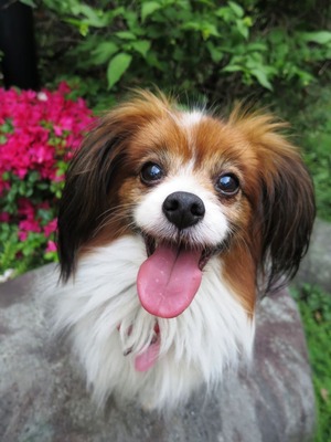 May day の庭で (12)