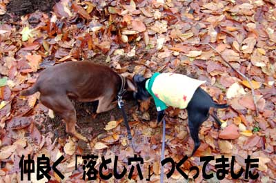 20061129201125.jpg