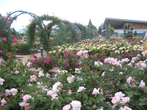 Robin House はな阿蘇美 はなあそび バラ園
