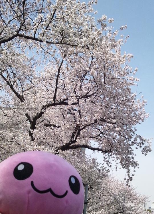桜ぽりん ラグナロクオンライン公式ブログ 桜ぽりん ラグナロクオンライン公式ブログ